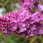 Gemuetliches In Brusow Mit Garten * Kröpelin