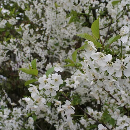 Gemuetliches In Brusow Mit Garten בית נופש Kröpelin