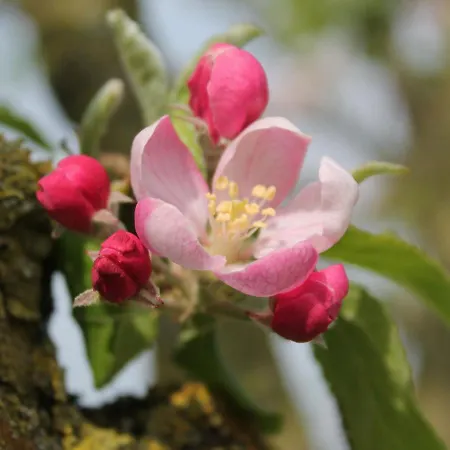 Gemuetliches In Brusow Mit Garten Kröpelin