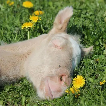 Gemuetliches In Brusow Mit Garten Hébergement de vacances