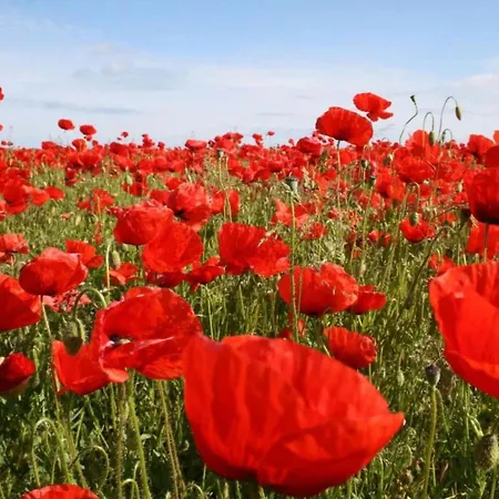 Gemuetliches In Brusow Mit Garten