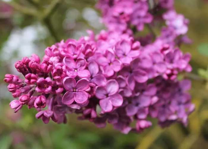 Gemuetliches In Brusow Mit Garten * Kropelin